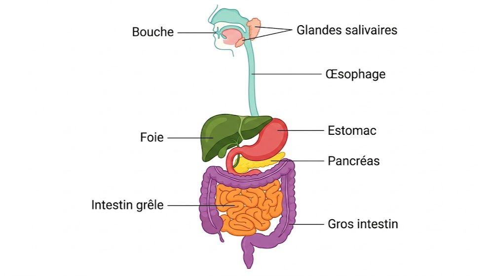SVT ( 3ème ) : La Digestion des Aliments (Le Grand Voyage des Nutriments )